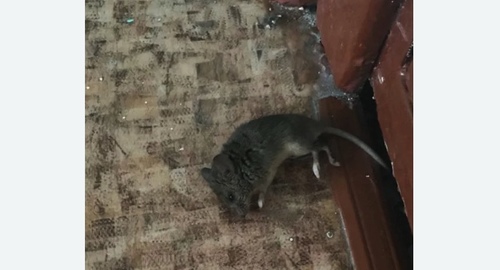 Дезинфекция от мышей в Яхроме