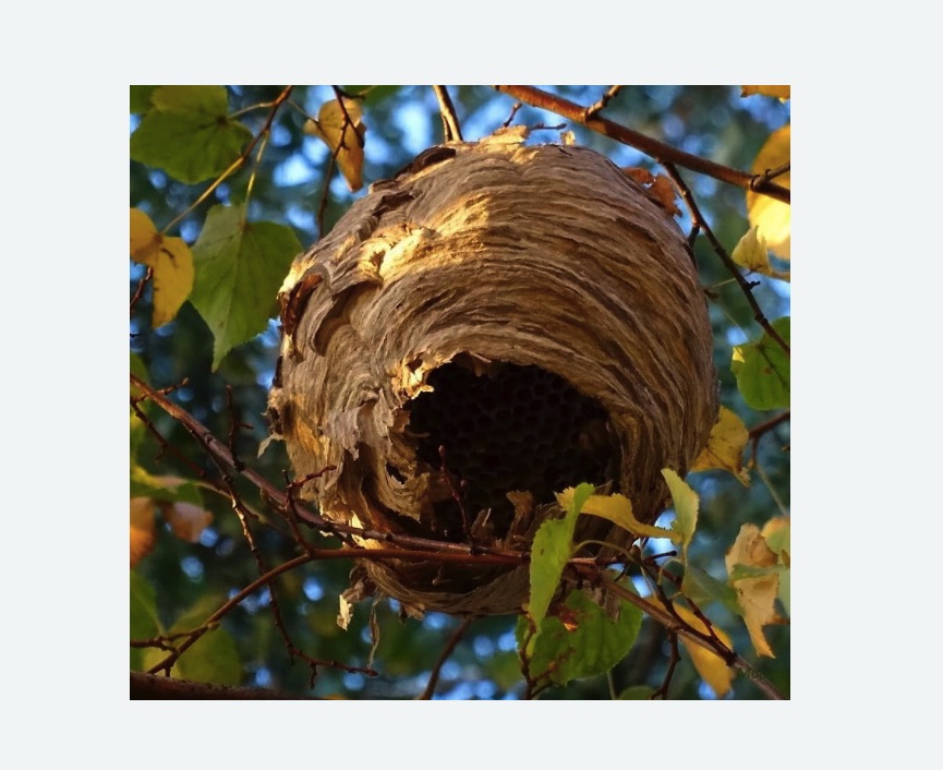 Обработка от шершней в Яхроме