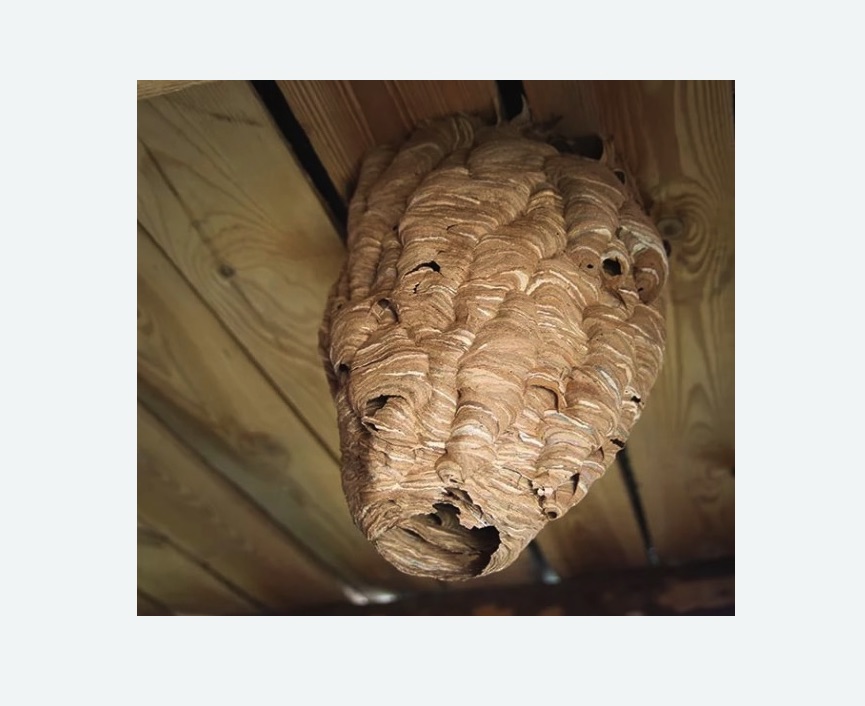 обработка от шершней в Яхроме