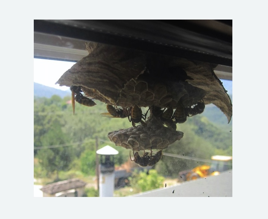 Уничтожение гнёзд шершней в Яхроме