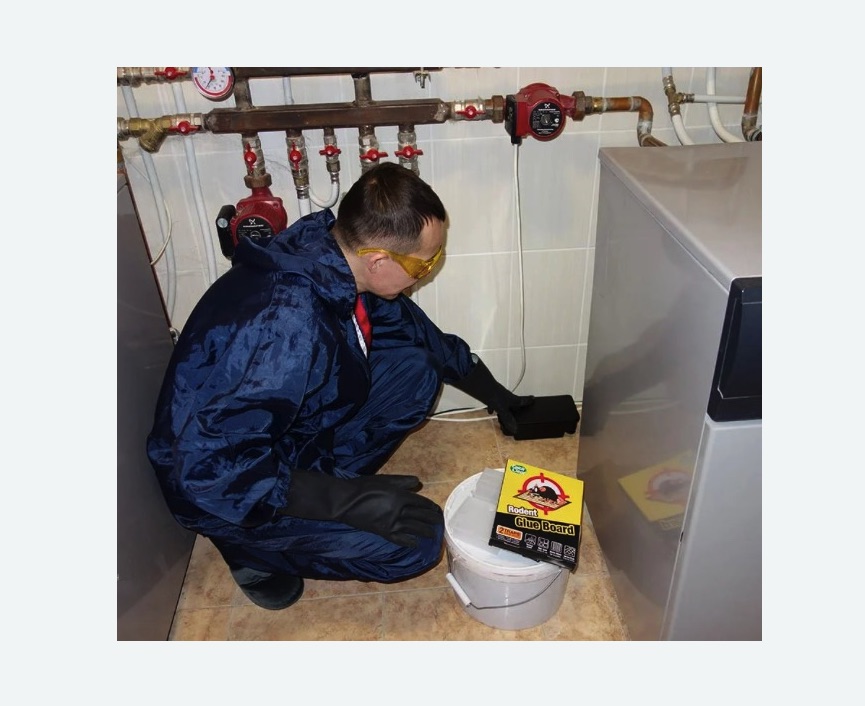 Уничтожение крыс в Яхроме