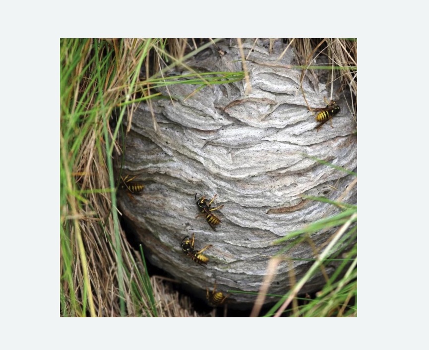 Уничтожение ос и ульев в Яхроме